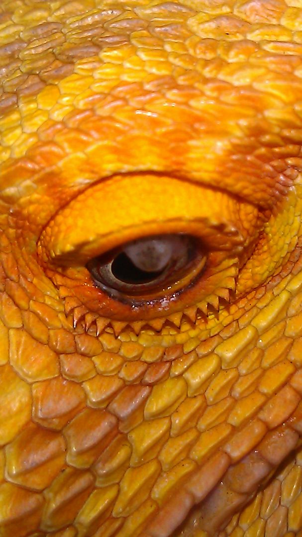 Eye infection? • Bearded Dragon . org