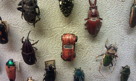  photo beetle-car-cleveland-museum-of-natural-history-2__880_zpszbxrf0nn.jpg