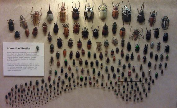  photo beetle-car-cleveland-museum-of-natural-history-3__880_zpsv6womav2.jpg