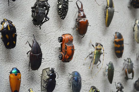  photo beetle-car-cleveland-museum-of-natural-history__880_zpsatahdm07.jpg