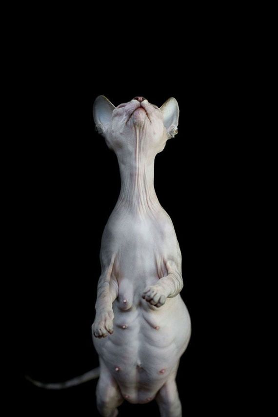  photo furless-portrait-photography-sphynx-cats-alicia-rius-11_zps1dthaw3k.jpg