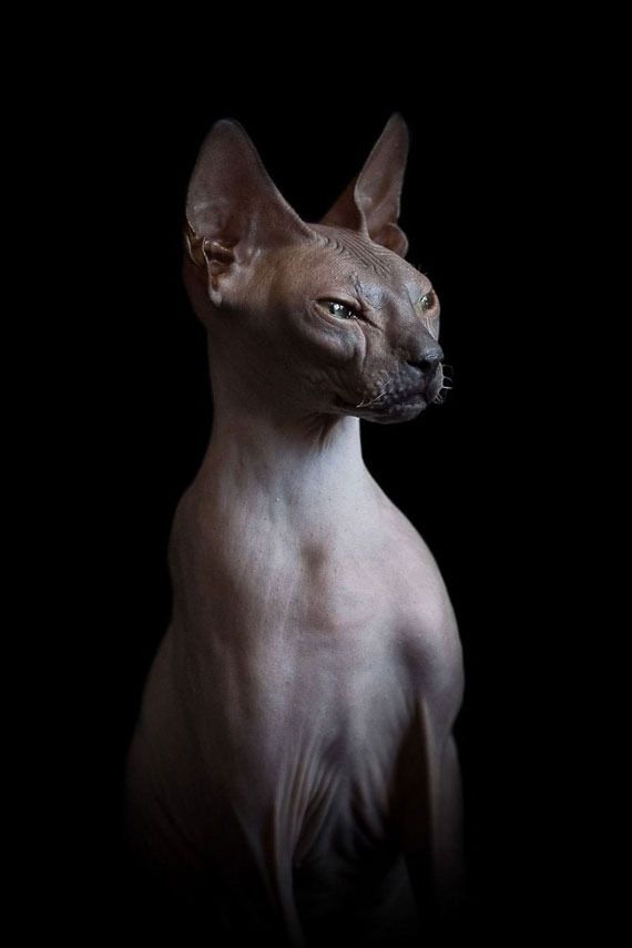  photo furless-portrait-photography-sphynx-cats-alicia-rius-8_zps4cztzrew.jpg