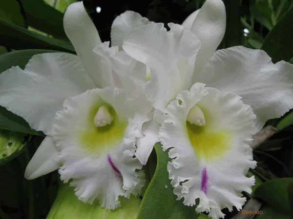 photo Orchid_zpsda09c183.gif