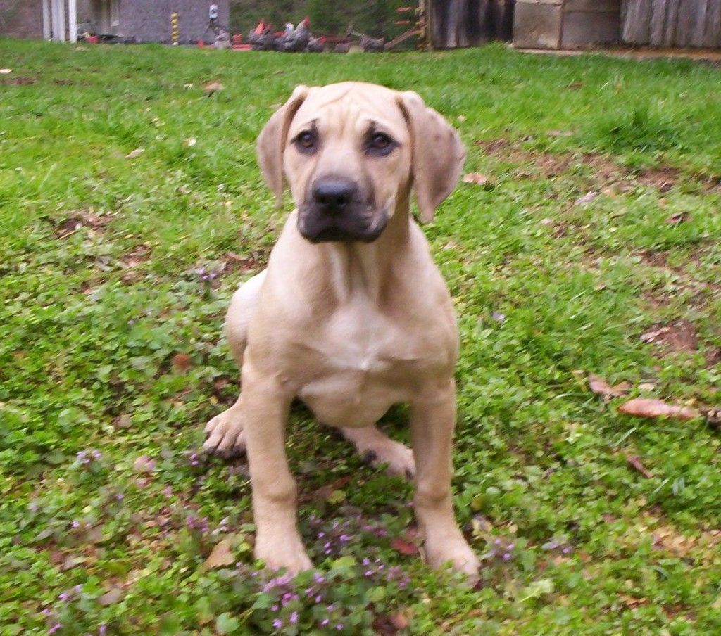 black mouth cur dogs for sale