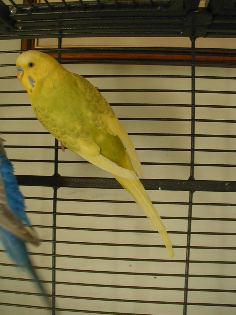 P1010355.jpg?t=1353233240