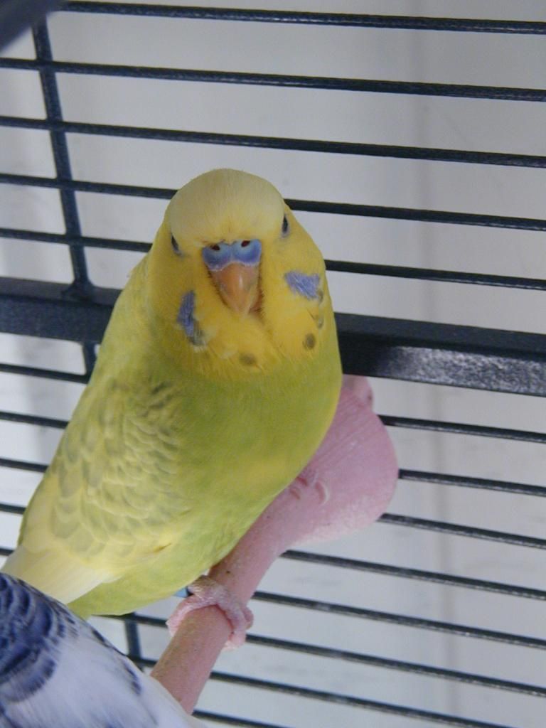 P1010363.jpg?t=1353233255