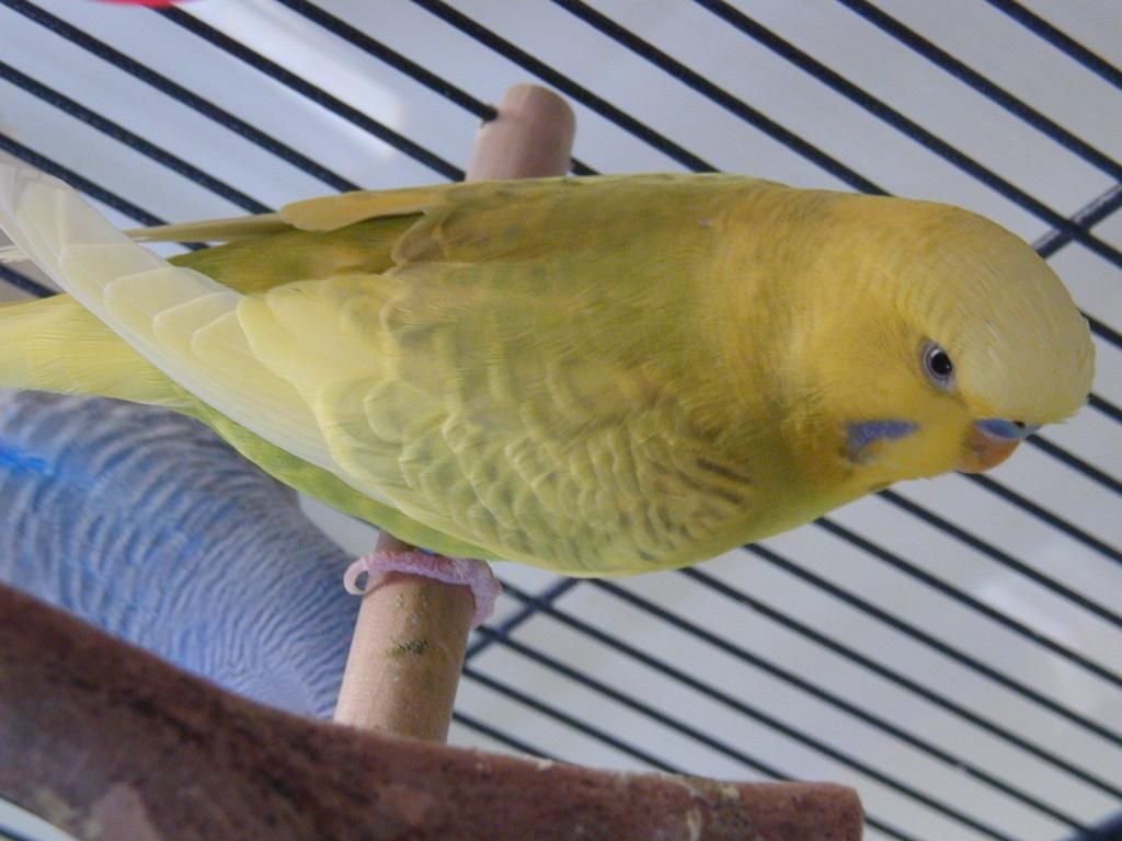 P1010369.jpg?t=1353233245