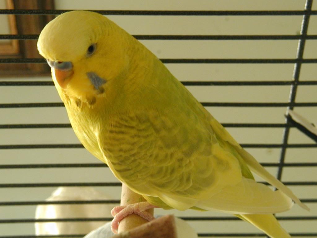 P1010372.jpg?t=1353233251