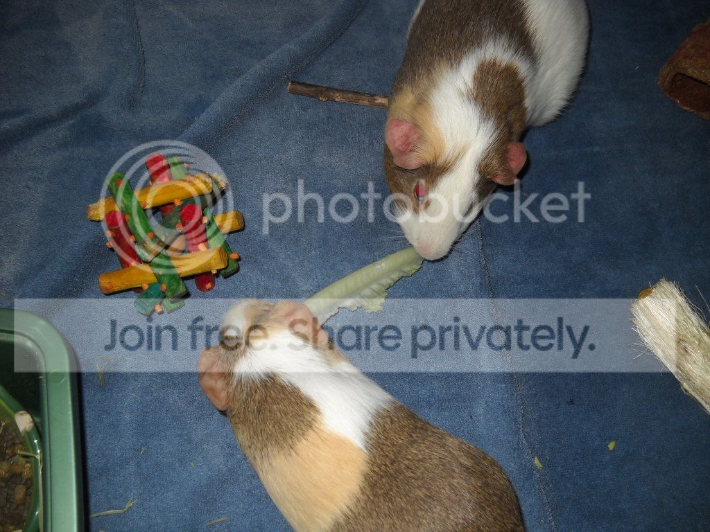 DSCN8194.jpg